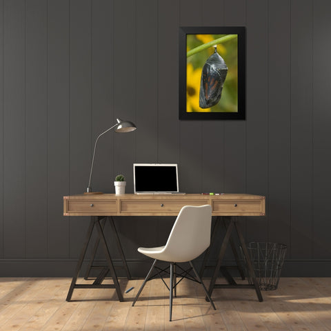 TX, Hill Country Monarch butterfly chrysalis Black Modern Wood Framed Art Print by Welling, Dave