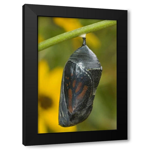 TX, Hill Country Monarch butterfly chrysalis Black Modern Wood Framed Art Print by Welling, Dave
