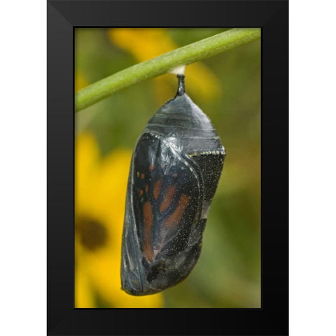 TX, Hill Country Monarch butterfly chrysalis Black Modern Wood Framed Art Print by Welling, Dave