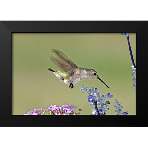 TX, Hill Co Female black-chinned hummingbird Black Modern Wood Framed Art Print by Welling, Dave