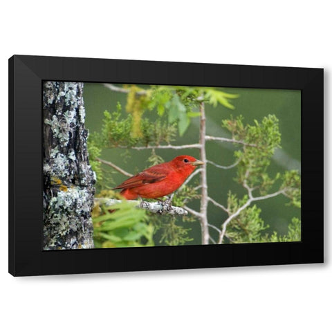 TX, Hill Country Summer tanager on tree limb Black Modern Wood Framed Art Print by Welling, Dave