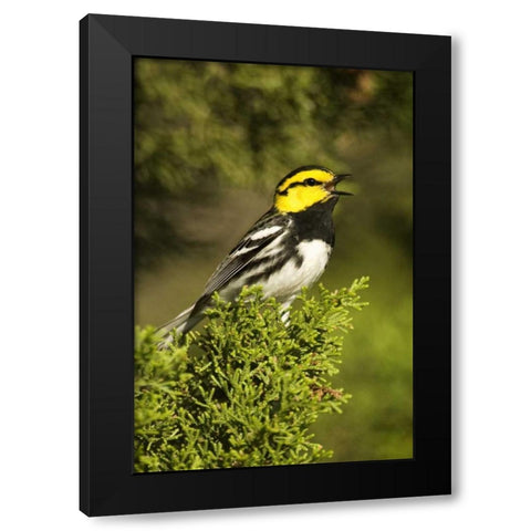 TX, Hill Country, Golden-cheek warbler singing Black Modern Wood Framed Art Print with Double Matting by Welling, Dave