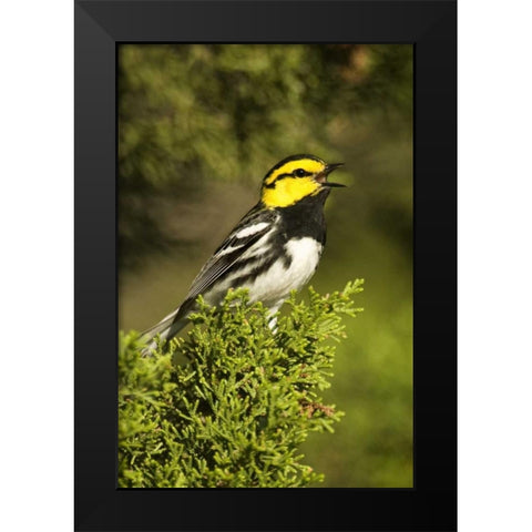 TX, Hill Country, Golden-cheek warbler singing Black Modern Wood Framed Art Print by Welling, Dave