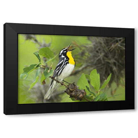 TX, Hill Country Yellow-throated warbler singing Black Modern Wood Framed Art Print by Welling, Dave