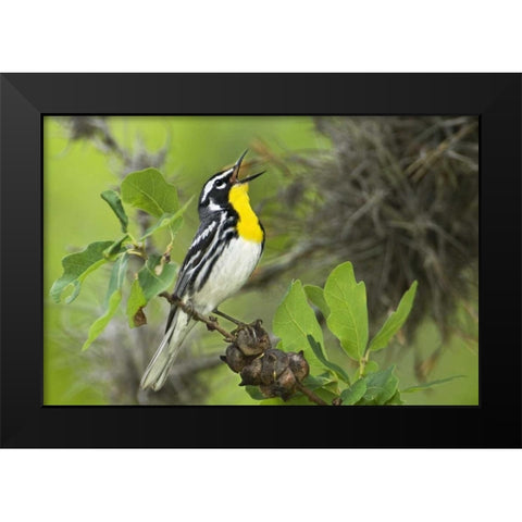 TX, Hill Country Yellow-throated warbler singing Black Modern Wood Framed Art Print by Welling, Dave