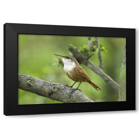 Texas, Hill Country Canyon wren on tree branch Black Modern Wood Framed Art Print by Welling, Dave