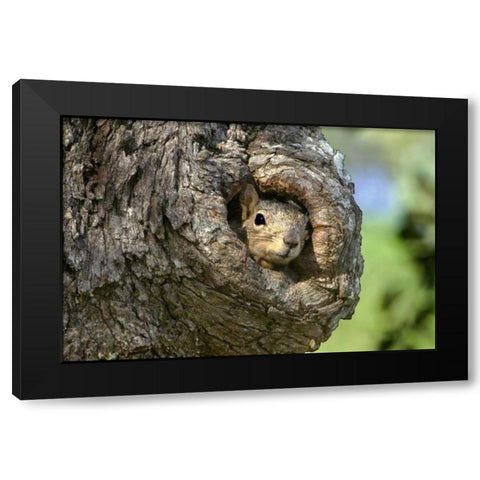 TX, Hill Country Eastern fox squirrel in tree Black Modern Wood Framed Art Print by Welling, Dave