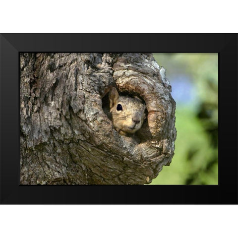 TX, Hill Country Eastern fox squirrel in tree Black Modern Wood Framed Art Print by Welling, Dave