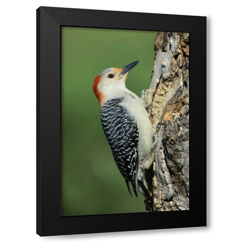 TX, Lipscomb Red-bellied woodpecke on stump Black Modern Wood Framed Art Print with Double Matting by Welling, Dave