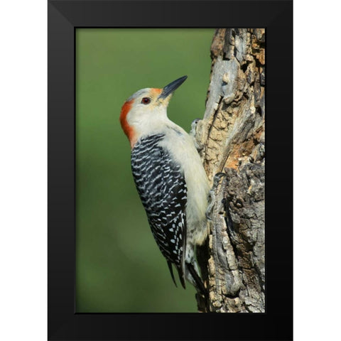 TX, Lipscomb Red-bellied woodpecke on stump Black Modern Wood Framed Art Print by Welling, Dave