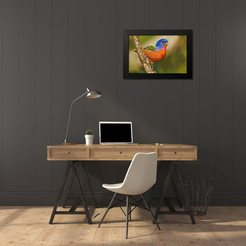 TX, McAllen Male painted bunting perched in tree Black Modern Wood Framed Art Print by Welling, Dave