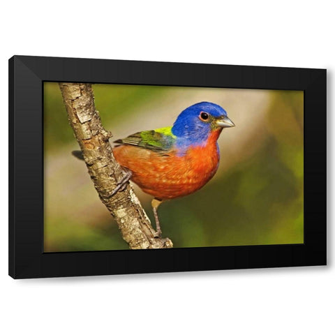 TX, McAllen Male painted bunting perched in tree Black Modern Wood Framed Art Print by Welling, Dave