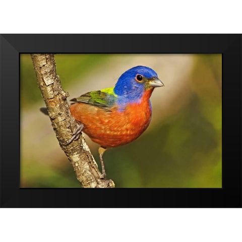 TX, McAllen Male painted bunting perched in tree Black Modern Wood Framed Art Print by Welling, Dave