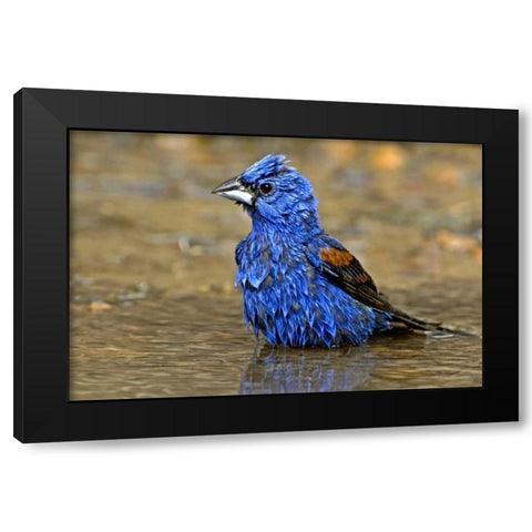 TX, McAllen Male blue grosbeak bathing Black Modern Wood Framed Art Print with Double Matting by Welling, Dave