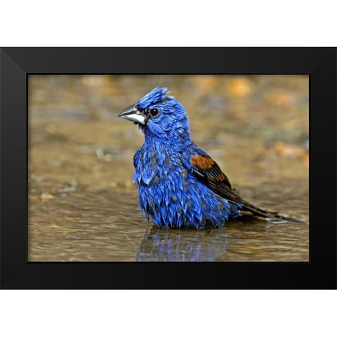 TX, McAllen Male blue grosbeak bathing Black Modern Wood Framed Art Print by Welling, Dave