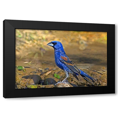 TX, McAllen Blue grosbeak male on rock in pond Black Modern Wood Framed Art Print by Welling, Dave