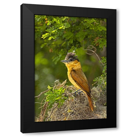 TX, Santa Ana NWR Rose-throated becard on nest Black Modern Wood Framed Art Print with Double Matting by Welling, Dave