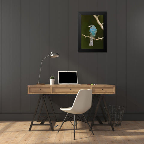TX, South Padre Island Indigo bunting on branch Black Modern Wood Framed Art Print by Welling, Dave