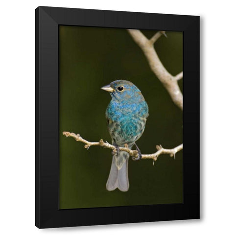 TX, South Padre Island Indigo bunting on branch Black Modern Wood Framed Art Print by Welling, Dave