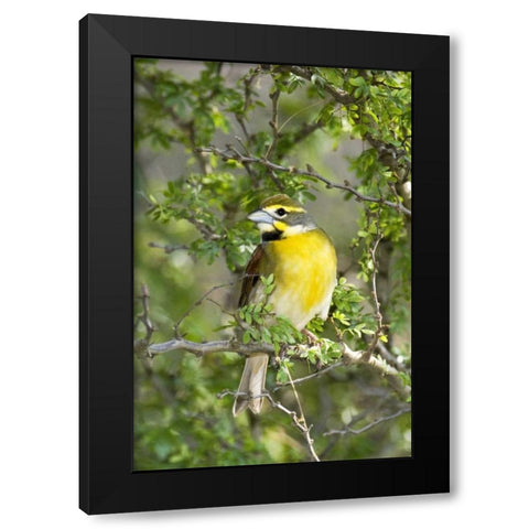 Texas, South Padre Isl Male dickcissel on branch Black Modern Wood Framed Art Print by Welling, Dave