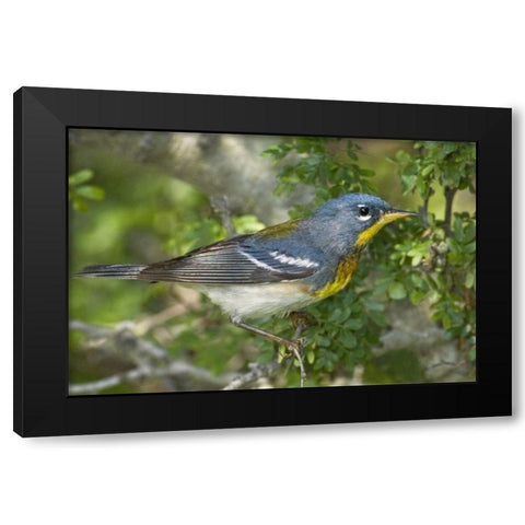 TX, South Padre Island Northern parula on tree Black Modern Wood Framed Art Print by Welling, Dave