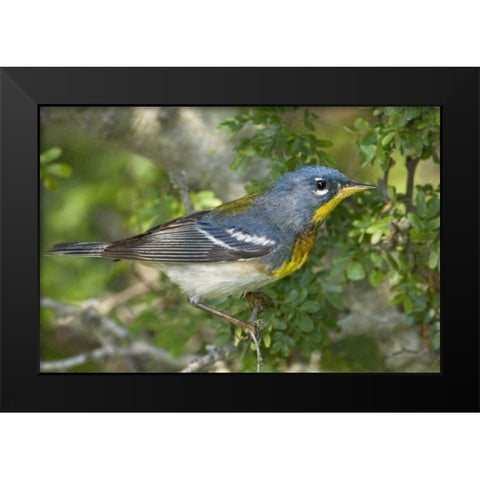 TX, South Padre Island Northern parula on tree Black Modern Wood Framed Art Print by Welling, Dave