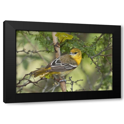 TX, South Padre Island, Female Baltimore oriole Black Modern Wood Framed Art Print with Double Matting by Welling, Dave