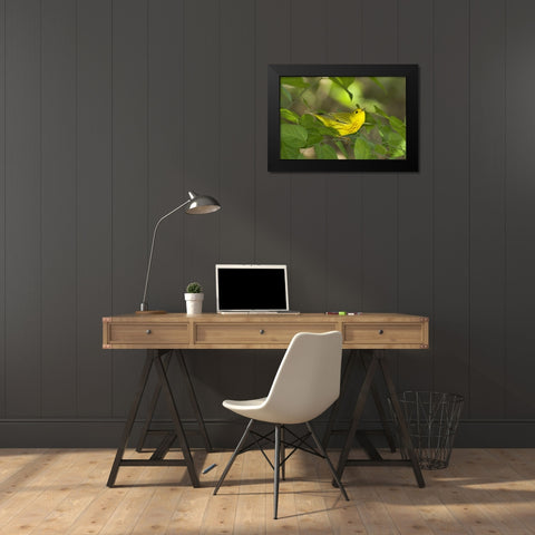 TX, South Padre Island Yellow warbler in shrubs Black Modern Wood Framed Art Print by Welling, Dave