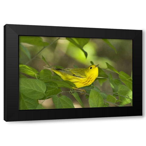 TX, South Padre Island Yellow warbler in shrubs Black Modern Wood Framed Art Print with Double Matting by Welling, Dave