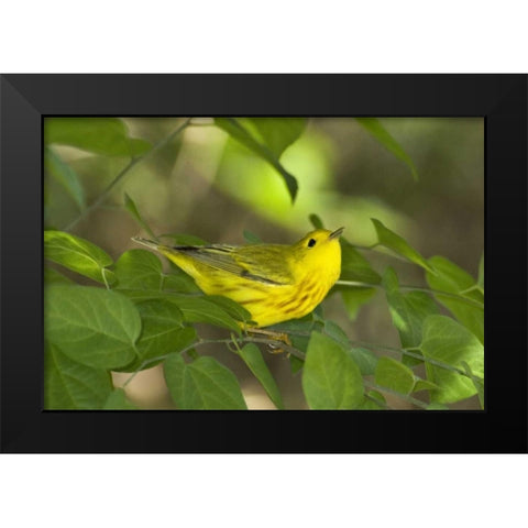 TX, South Padre Island Yellow warbler in shrubs Black Modern Wood Framed Art Print by Welling, Dave