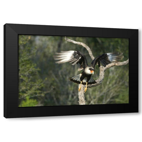 TX, Starr Co, Crested caracara taking flight Black Modern Wood Framed Art Print with Double Matting by Welling, Dave