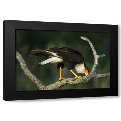 TX, Starr Co, Crested caracara cleaning its bill Black Modern Wood Framed Art Print by Welling, Dave