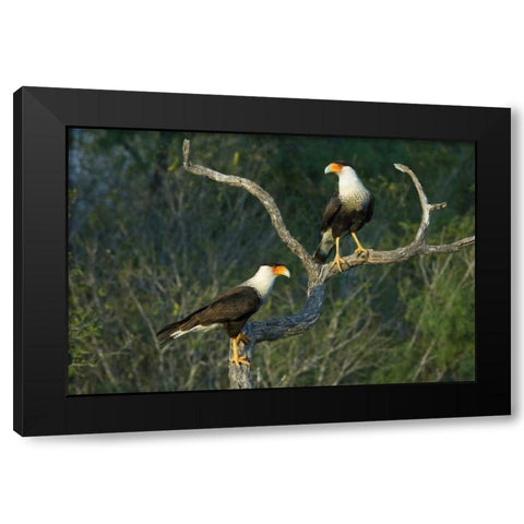 TX, Starr Co, Crested caracara pair on dead snag Black Modern Wood Framed Art Print with Double Matting by Welling, Dave
