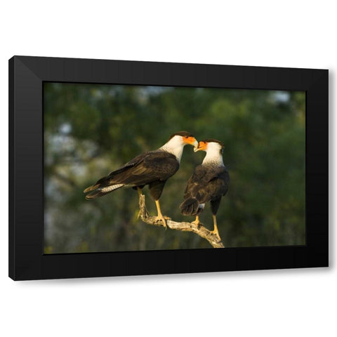 TX, Starr Co, Crested caracara pair on dead snag Black Modern Wood Framed Art Print with Double Matting by Welling, Dave