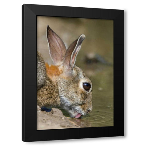 TX, Starr Co, Desert cottontail rabbit drinking Black Modern Wood Framed Art Print with Double Matting by Welling, Dave
