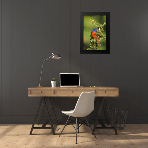 Texas, Tilden Painted bunting perched in tree Black Modern Wood Framed Art Print by Welling, Dave