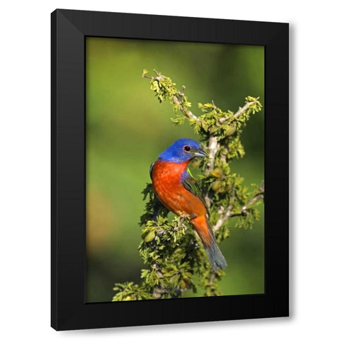 Texas, Tilden Painted bunting perched in tree Black Modern Wood Framed Art Print by Welling, Dave