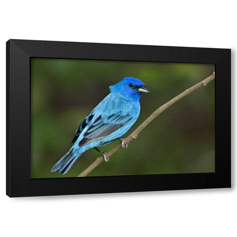 TX, South Padre Island Indigo bunting male Black Modern Wood Framed Art Print with Double Matting by Welling, Dave