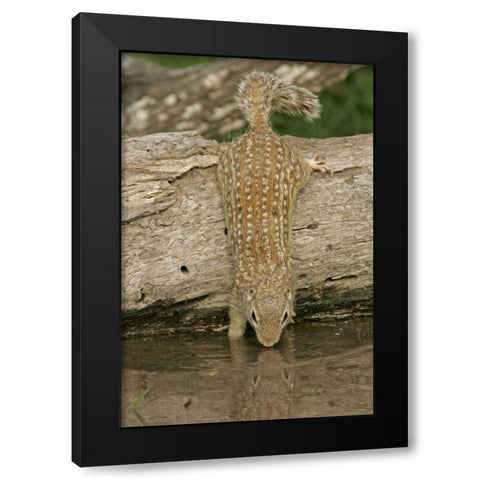 Texas, Starr Co Mexican ground squirrel drinking Black Modern Wood Framed Art Print by Illg, Cathy and Gordon