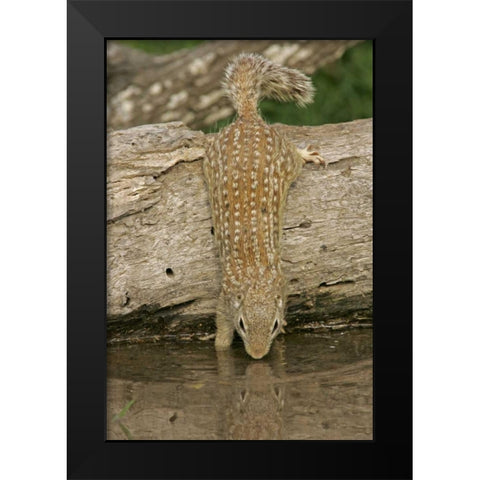 Texas, Starr Co Mexican ground squirrel drinking Black Modern Wood Framed Art Print by Illg, Cathy and Gordon
