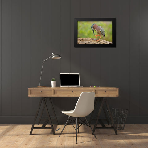 Texas, McAllen Green heron studying its feet Black Modern Wood Framed Art Print by Welling, Dave