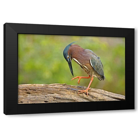 Texas, McAllen Green heron studying its feet Black Modern Wood Framed Art Print by Welling, Dave