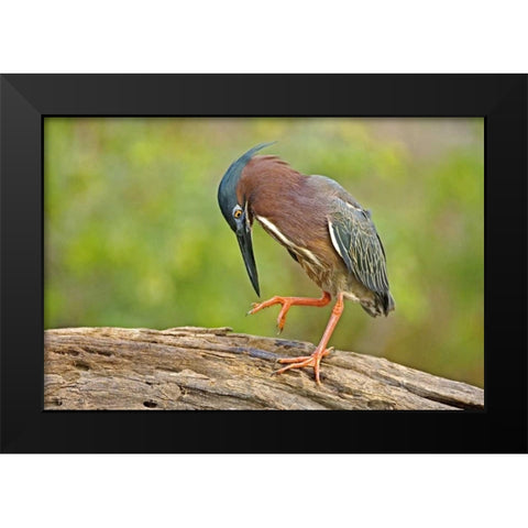Texas, McAllen Green heron studying its feet Black Modern Wood Framed Art Print by Welling, Dave