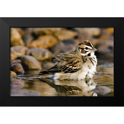 TX, McAllen Lark sparrow bathing in small pond Black Modern Wood Framed Art Print by Welling, Dave