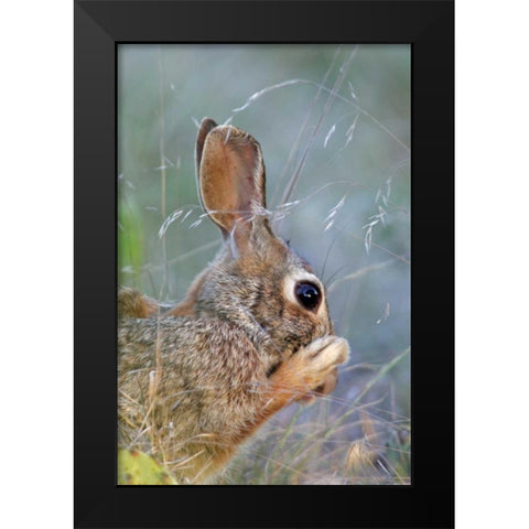 TX, Kimble Co, Cottontail rabbit washing Black Modern Wood Framed Art Print by Illg, Cathy and Gordon