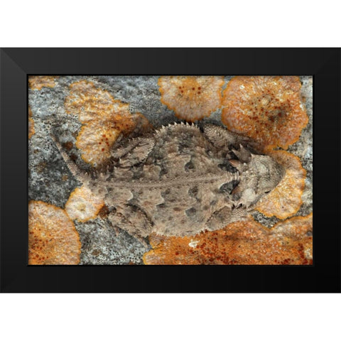 USA, Texas, Kimble County Texas horned lizard Black Modern Wood Framed Art Print by Illg, Cathy and Gordon