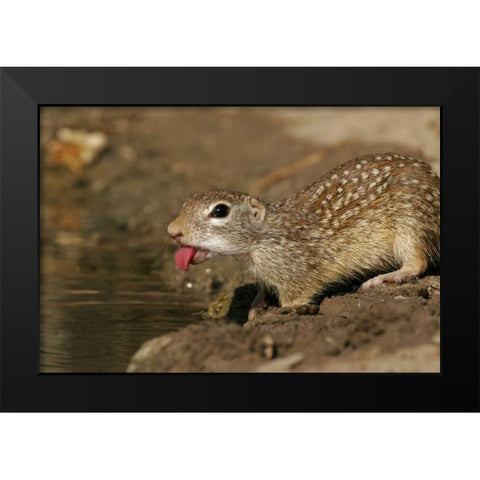 TX, Starr Co, Mexican ground squirrel drinking Black Modern Wood Framed Art Print by Illg, Cathy and Gordon