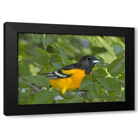 TX, South Padre Isl Portrait of Baltimore oriole Black Modern Wood Framed Art Print with Double Matting by Welling, Dave