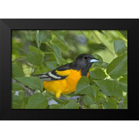 TX, South Padre Isl Portrait of Baltimore oriole Black Modern Wood Framed Art Print by Welling, Dave