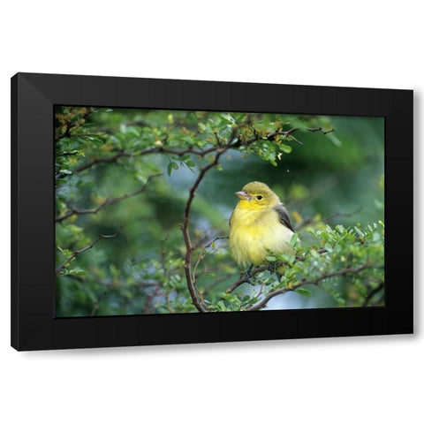 TX, South Padre Island Scarlet tanager on limb Black Modern Wood Framed Art Print with Double Matting by Welling, Dave